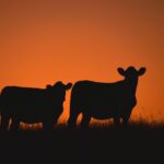 Free trade agreement: Uruguay is the first country to ratify the Mercosur agreement with the EU