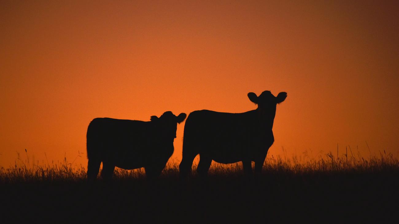 Free trade agreement: Uruguay is the first country to ratify the Mercosur agreement with the EU