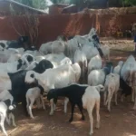 Police Foil Cattle Rustling Attempt in Sokoto, Recover AK-47 and Stolen Livestock