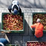 Ifo Institute: German economy is recovering more slowly because of the Iran war