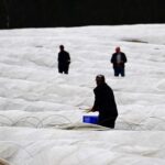 Agriculture: Agricultural associations are calling for a lower minimum wage for seasonal workers