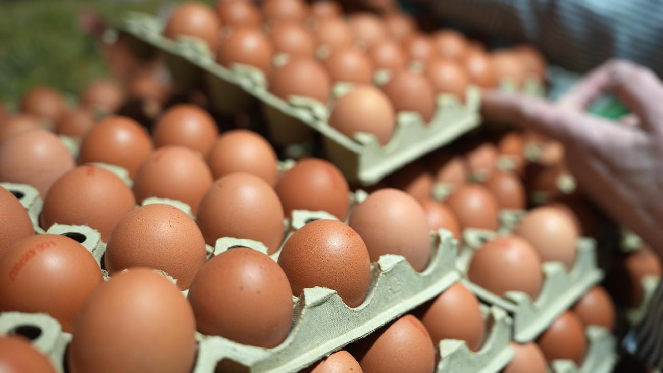 Eggs: Association warns about too few eggs at Easter