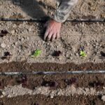 Fertilizers and energy prices: first fuel becomes unaffordable, then food becomes unaffordable