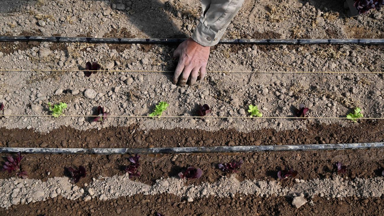 Fertilizers and energy prices: first fuel becomes unaffordable, then food becomes unaffordable