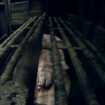 Videos from the slaughterhouse: “We’re talking about pigs that are fighting to their death”