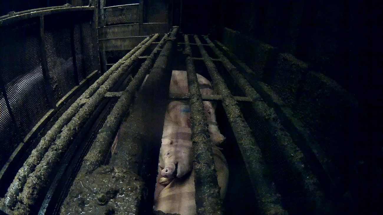 Videos from the slaughterhouse: “We’re talking about pigs that are fighting to their death”