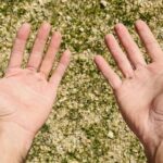 Lawn Care: We failed at the perfect lawn. And you?