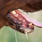 Enugu on Alert as Deadly Rabies Outbreak Hits Igbo Etiti