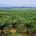 Nigeria Eyes Northern Expansion to Revive Palm Oil Industry